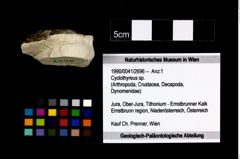 Foto (Objekt + Etikett) von Cyclothyreus sp.  (NHMW-GEO-1990-0041-2696)